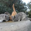 Pflegestellen für Katzen gesucht