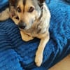 Barney, kleiner Mischlingsrüde