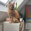 Charly möchte endlich ankommen