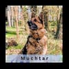 MUCHTAR, ein Schäferhund wie aus dem Bilderbuch