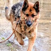 MUCHTAR, ein Schäferhund wie aus dem Bilderbuch