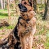 MUCHTAR, ein Schäferhund wie aus dem Bilderbuch