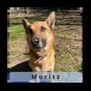 MORITZ, ein Hund mit Charakter für spezielle Menschen