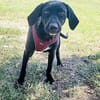 Labrador Mix Anton sucht ein Zuhause