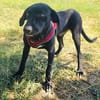 Labrador Mix Anton sucht ein Zuhause