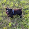Raffi sucht seine Menschen 💙🐾