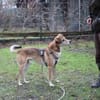 Igor,verschmust und sportlich