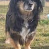 Buddy, ein toller Rüde sucht Zuhause