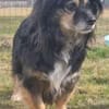 Buddy, ein toller Rüde sucht Zuhause