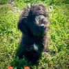 Bobbele Jerry