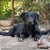 Crow,  hübsche Border Collie / Retriever Mix Rüde