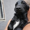 Crow,  hübsche Border Collie / Retriever Mix Rüde