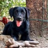 Crow,  hübsche Border Collie / Retriever Mix Rüde