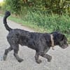 Struppi verliert sein Zuhause