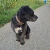 Struppi verliert sein Zuhause