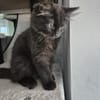 Bluey u.Crispy tolle kleine Kater in Lorch