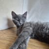 Bluey u.Crispy tolle kleine Kater in Lorch
