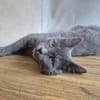 Bluey u.Crispy tolle kleine Kater in Lorch