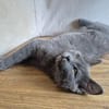Bluey u.Crispy tolle kleine Kater in Lorch