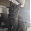 Bluey u.Crispy tolle kleine Kater in Lorch
