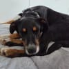 Elly ein Hund mit Potential