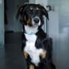Elly ein Hund mit Potential