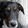 Elly ein Hund mit Potential