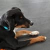 Elly ein Hund mit Potential