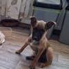 🐾❤ Käthe sucht ihr Zuhause für immer 🐾❤