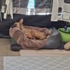 🐾❤ Käthe sucht ihr Zuhause für immer 🐾❤