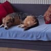 Minasucht eine liebe Familie