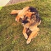 Buddy sucht seine Menschen