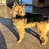 Buddy sucht seine Menschen