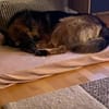Buddy sucht seine Menschen