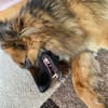 Buddy sucht seine Menschen
