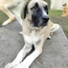 Gretchen sucht Frauchen zum vergöttern