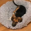 Darius - der zaghafte Kuschelprofi