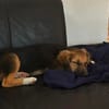 Darius - der zaghafte Kuschelprofi