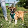 ❤DRINGEND Pflegestelle für Zoey, Zoya, Lenny, Coco