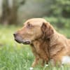 Menschenbezogener Ricky sucht Zuhause