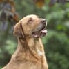 Menschenbezogener Ricky sucht Zuhause