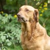 Menschenbezogener Ricky sucht Zuhause