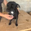 Ranya, kleine Pinscher Mix Hündin