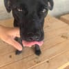 Ranya, kleine Pinscher Mix Hündin
