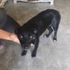 Ranya, kleine Pinscher Mix Hündin