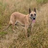RUBY in 91616 Neusitz sucht