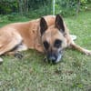 RUBY in 91616 Neusitz sucht