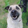 Ares, su. liebevolles Zuhause