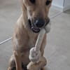 LUCY IST INTELLIGENT UND LERNWILLIG