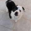 🐼 Panda sucht sein Für-immer-Zuhause 🐾❤
